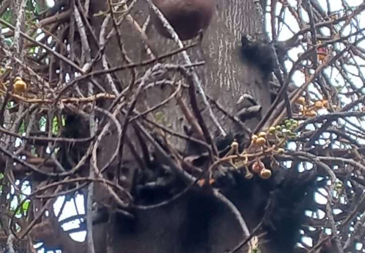 तस्बिर / बिनु’खुशी’