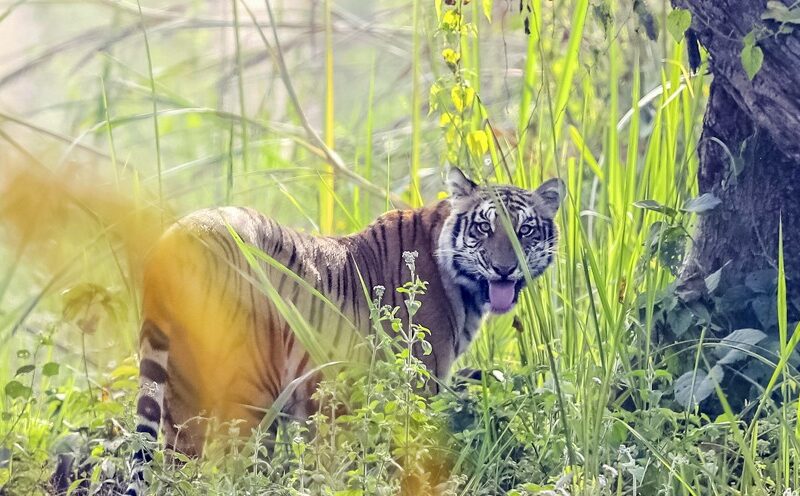 सरकारद्वारा दाताको सहयोगमा बाघ गणना सुरु